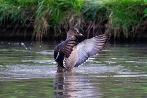 Mallard