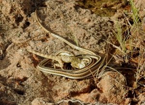 Leith's Sand Snake