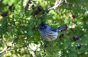 Tufted Tit-tyrant