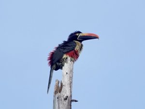 Fiery-billed Aracari