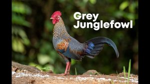 Grey Junglefowl