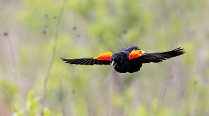 Red-winged Blackbird, Male