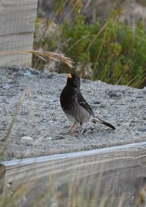 Mourning Sierra-Finch