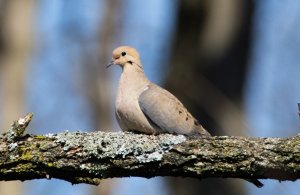 Mourning dove