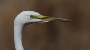 great egret