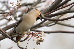 Bohemian waxwing