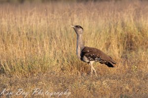 Australian Bustard.