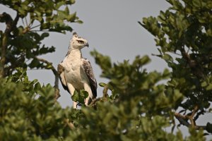 Martial Eagle