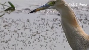 Lakescape-1K57 : Wetland rich in food drained and usurped : Amazing Wildlife of India by Renu Tewari and Alok Tewari