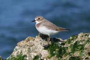 Greater Sand Plover