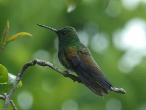 Snowy-bellied Hummingbird, Saucerottia edward