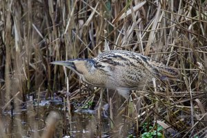 Great bittern