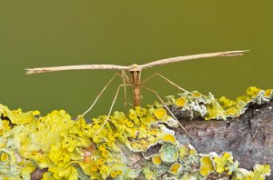 Common Plume Moth