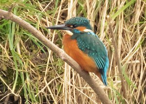 Kingfisher