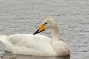 Whooper Swan