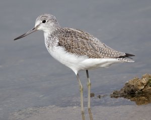 Common Greenshank