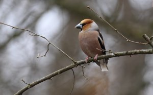 Hawfinch