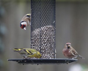 Lesser Redpoll - Midlands UK