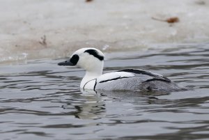 Smew