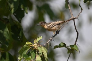 Northern Puffback ♀