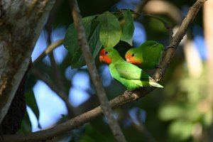 Red-headed Lovebird ♂♀