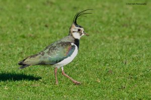 Lapwing 2749.jpg