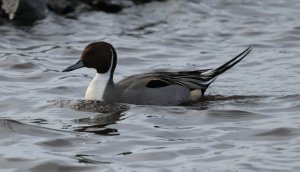 Pintail Drake