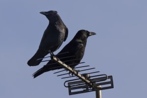 Carrion Crow