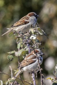 House Sparrow