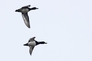 Tufted ducks