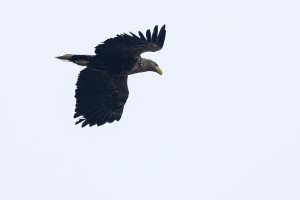 White-tailed Eagle