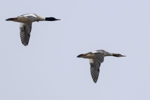 Goosanders