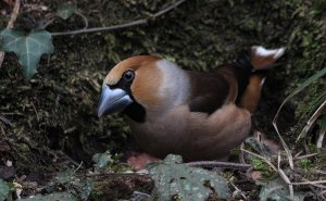 Hawfinch