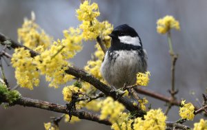 Spring blossoms - Coal tit