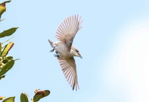 Lesser Whitethroat Sample 1.jpg