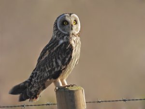 Short-eared Owl