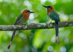 Broad-billed Motmot