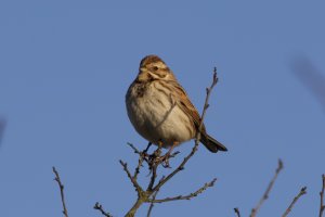 Common reed bunting