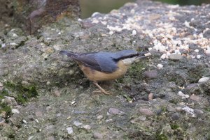 Eurasian nuthatch