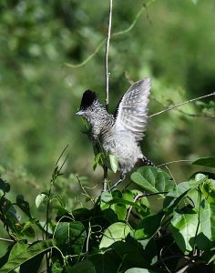 Barred Antshrike