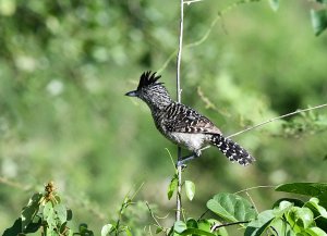 Barred Antshrike