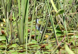 Azure Gallinule