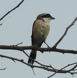 Bay-backed Shrike