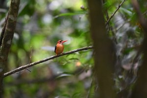 African Dwarf Kingfisher