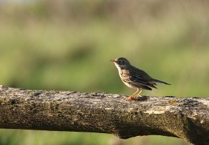 Meadow Pipit