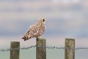 Short Eared Owl on Fence
