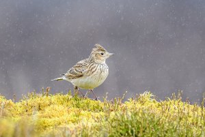 Skylark in Rain