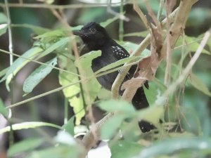 Black-hooded Antshrike