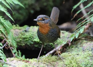 chucoa tapaculo.jpg