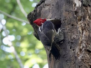 Pale-billed Woodpecker